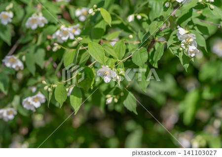 White jasmine blossoms on green leafy shrub in sunlight White jasmine blossoms on green leafy shrub in sunlight 141103027