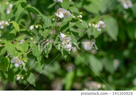 White jasmine flowers on green leafy shrub in soft natural light White jasmine flowers on green leafy shrub in soft natural light 141103028