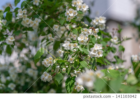 Clusters of small white blossoms on green shrub in soft daylight Clusters of small white blossoms on green shrub in soft daylight 141103042
