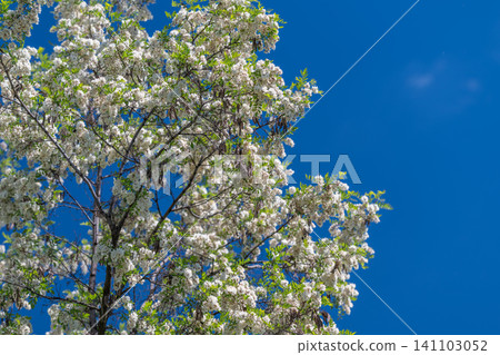 Blooming tree canopy against clear blue sky Blooming tree canopy against clear blue sky 141103052