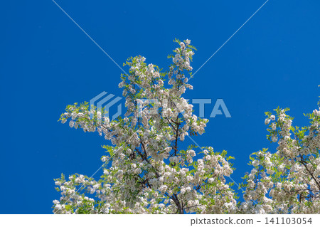 Blooming tree canopy against clear blue sky Blooming tree canopy against clear blue sky 141103054