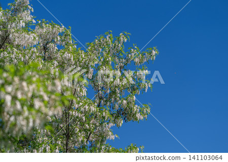 White flowering tree branch against clear blue sky White flowering tree branch against clear blue sky 141103064