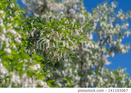 Blooming black locust branch against clear blue sky 141103067