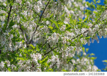 White spring blossoms on leafy branches White spring blossoms on leafy branches 141103069