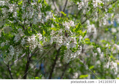 Blossoming white spring flowers on leafy tree branches 141103071