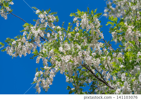 White flowering tree branches against clear blue sky White flowering tree branches against clear blue sky 141103076
