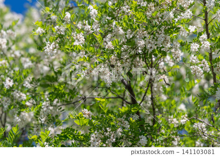 Branch of white spring blossoms against blue sky Branch of white spring blossoms against blue sky 141103081