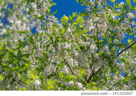 White blossoms on leafy tree against clear blue sky White blossoms on leafy tree against clear blue sky 141103087