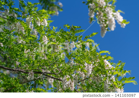 White locust blossoms on sunlit green branches against a clear blue sky White locust blossoms on sunlit green branches against a clear blue sky 141103097