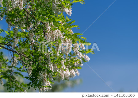 Blooming black locust branch against clear blue sky Blooming black locust branch against clear blue sky 141103100