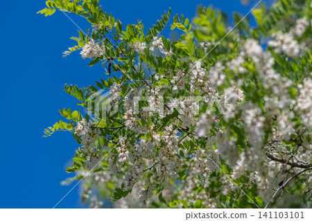 Blooming white flowers on sunlit tree branch against clear blue sky Blooming white flowers on sunlit tree branch against clear blue sky 141103101