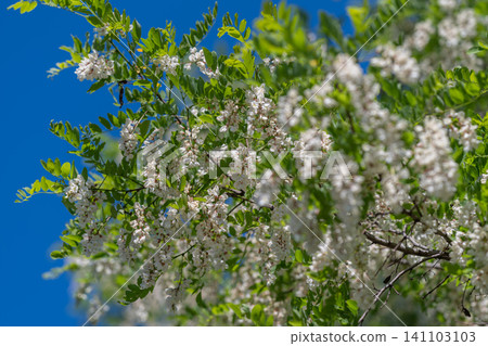 Blossoming white spring tree branches against a clear blue sky Blossoming white spring tree branches against a clear blue sky 141103103