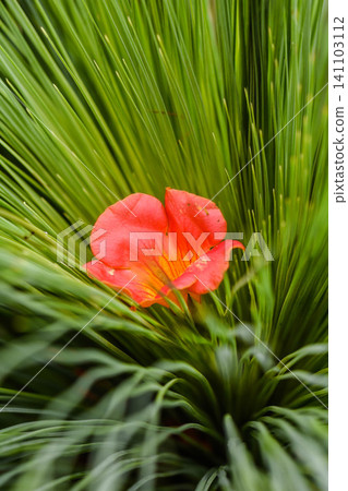 A petal of a novice kazura A petal of a novice kazura 141103112