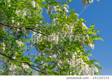 Blooming white locust flowers on green branches against blue sky Blooming white locust flowers on green branches against blue sky 141103133