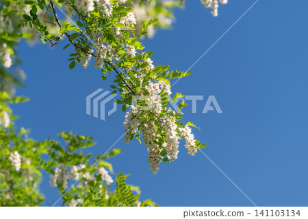 Blooming black locust branch against clear blue sky Blooming black locust branch against clear blue sky 141103134