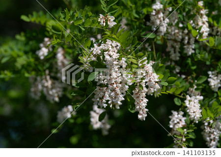 Cluster of small white flowers on green leafy shrub in natural light Cluster of small white flowers on green leafy shrub in natural light 141103135