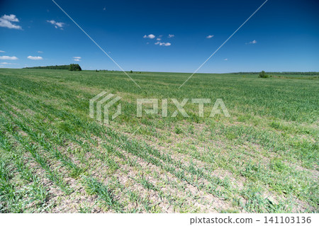 Rolling green field under clear blue sky Rolling green field under clear blue sky 141103136
