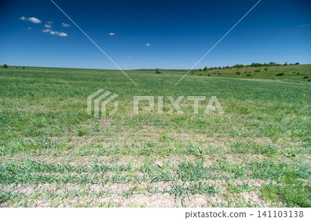 Wide grassy field under deep blue sky with distant tree line Wide grassy field under deep blue sky with distant tree line 141103138