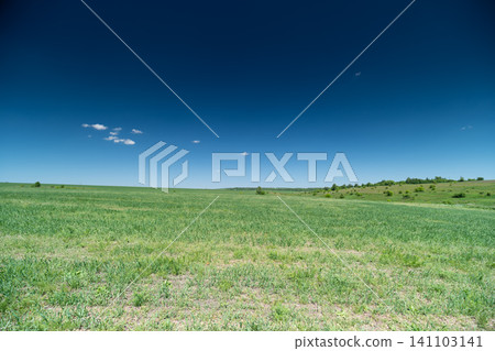 Wide grassy meadow under deep blue sky with distant treeline Wide grassy meadow under deep blue sky with distant treeline 141103141