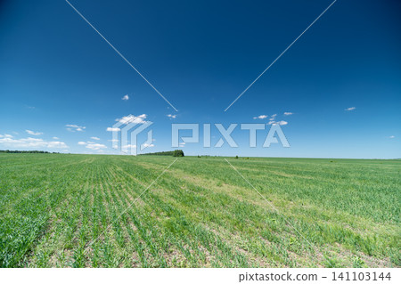 Expansive green agricultural field under deep blue sky Expansive green agricultural field under deep blue sky 141103144