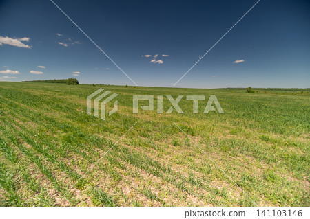 Wide open green field under a deep blue sky Wide open green field under a deep blue sky 141103146