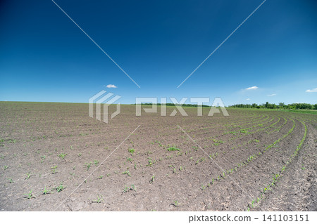 Plowed field under clear blue sky with distant tree line Plowed field under clear blue sky with distant tree line 141103151