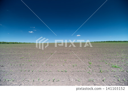 Plowed field under a clear blue sky with distant tree line Plowed field under a clear blue sky with distant tree line 141103152