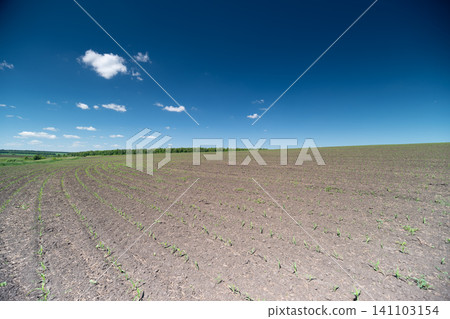 Wide plowed field under clear blue sky with distant green horizon 141103154