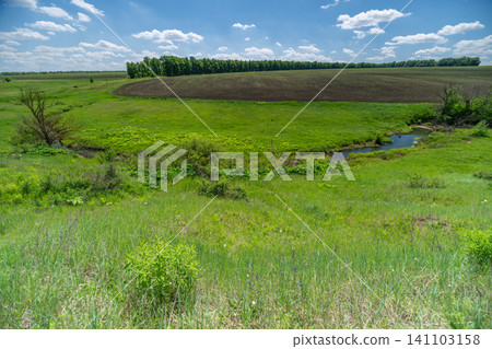 Green summer meadow with distant tree line under blue sky Green summer meadow with distant tree line under blue sky 141103158