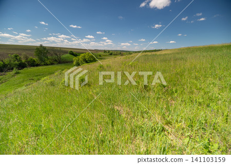 Sunny green meadow with wild grasses and distant trees under blue sky Sunny green meadow with wild grasses and distant trees under blue sky 141103159