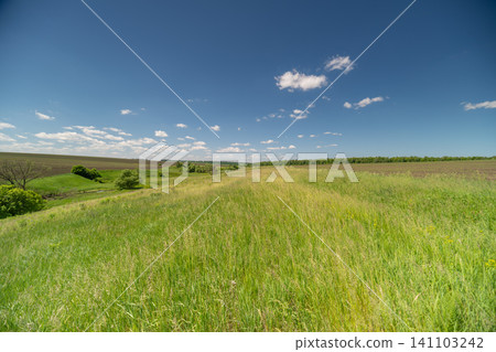Sunny wildflower meadow under a blue summer sky Sunny wildflower meadow under a blue summer sky 141103242