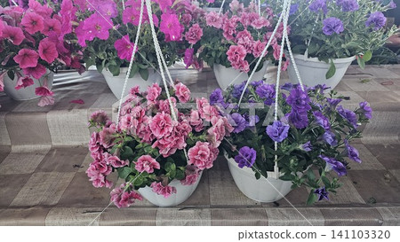 Close up of blooming pink and purple calibrachoa flowers in hanging basket with vibrant summer colors. Blooming pink and purple calibrachoa flowers in hanging baskets decorating summer garden close up Close up of blooming pink and purple calibrachoa flowers in hanging basket with vibrant summer colors. Blooming pink and purple calibrachoa flowers in hanging baskets decorating summer garden close up 141103320