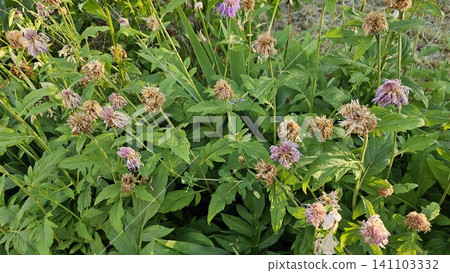 Fading bee balm flowers with dried seed heads in summer garden showing natural bloom cycle close up 141103332