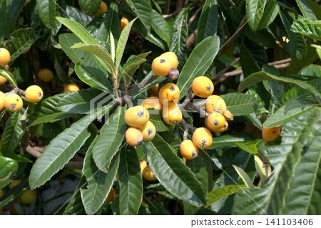 Fruit of loquat begining ripe Fruit of loquat begining ripe 141103406