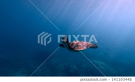 A green sea turtle (Chelonia mydas) glides through the deep blue open waters, illuminated by soft sunlight that create a cinematic underwater scene. Dauin, Philippines A green sea turtle (Chelonia mydas) glides through the deep blue open waters, illuminated by soft sunlight that create a cinematic underwater scene. Dauin, Philippines 141103448
