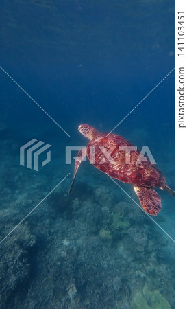 A solitary green sea turtle (Chelonia mydas) gracefully swims above the coral reef in dark deep blue water. Dauin, Philippines A solitary green sea turtle (Chelonia mydas) gracefully swims above the coral reef in dark deep blue water. Dauin, Philippines 141103451