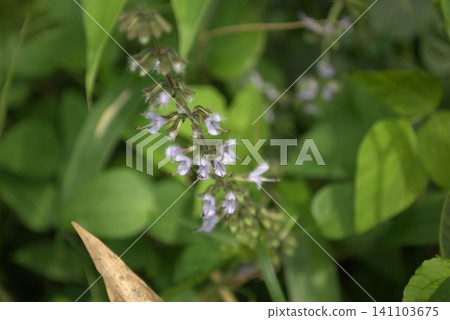 夏季盛開的日本鼠尾草花 夏季盛開的日本鼠尾草花 141103675