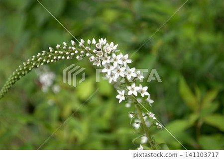 珍珠菜(Lysimachia japonica),開白花。 珍珠菜(Lysimachia japonica),開白花。 141103717