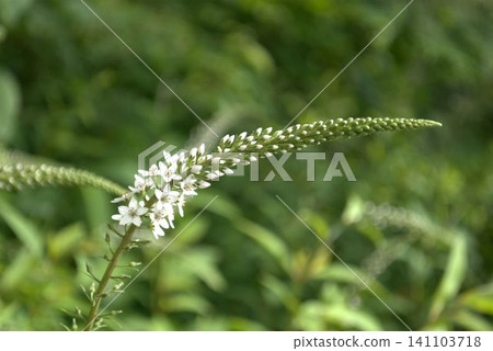 珍珠菜(Lysimachia japonica),開白花。 珍珠菜(Lysimachia japonica),開白花。 141103718