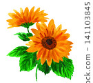 Sunflower painted in watercolor (26709 pixels) 141103845
