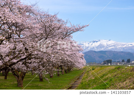 岩手縣岩手郡雫石町根堀、櫻花名勝雫石川公園的吉野櫻和秋田的駒嶽山的殘雪景色。 141103857