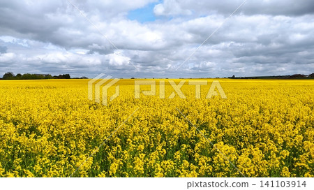 Rapeseed - a rapeseed field is blooming with yellow flowers 141103914