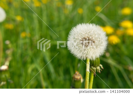 Dandelion clock, seed head of a dandelion plant on green blurry background of green field. Spring or summer backdrop, nature and biodiversity, herbs collecting, phytotherapy ingredients Dandelion clock, seed head of a dandelion plant on green blurry background of green field. Spring or summer backdrop, nature and biodiversity, herbs collecting, phytotherapy ingredients 141104000