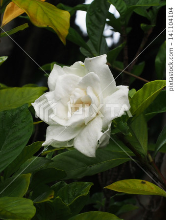 重瓣梔子花的特寫(雨後大型重瓣梔子花的白色花朵) 重瓣梔子花的特寫(雨後大型重瓣梔子花的白色花朵) 141104104