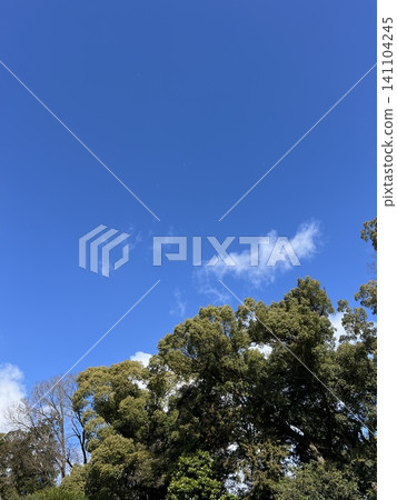 宜人的藍天和清新的綠色植物 宜人的藍天和清新的綠色植物 141104245