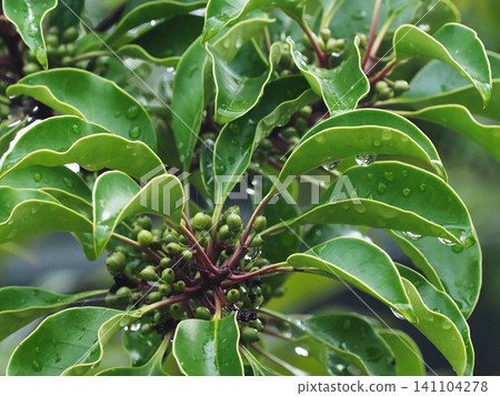 Leaves and fruits of Ilex rotunda after the rain (water droplets on the leaves) Leaves and fruits of Ilex rotunda after the rain (water droplets on the leaves) 141104278