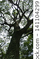 Large tree in Kokura Castle Garden 141104299