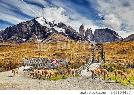 Herd of guanacos in Torres del Paine National Park, Patagonia, Chile Herd of guanacos in Torres del Paine National Park, Patagonia, Chile 141104433
