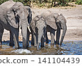Elephants watering on the river banks in Chobe National Park in Botswana 141104439