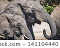 Elephants watering on the river banks in Chobe National Park in Botswana 141104440